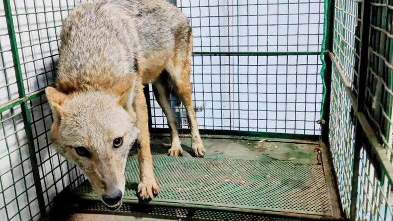 Mumbai: Domestic dogs could have passed on rabies to jackals, say experts