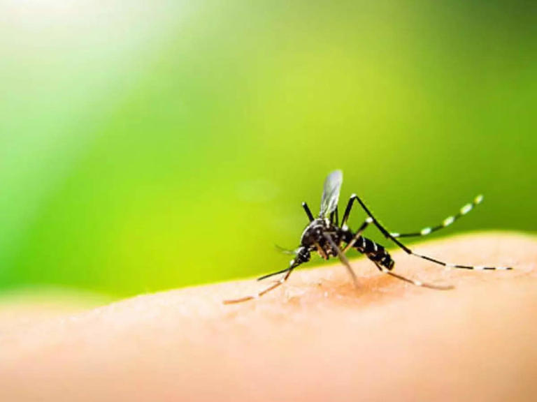 Zika virus case detected in Gujarat, patient discharged after treatment